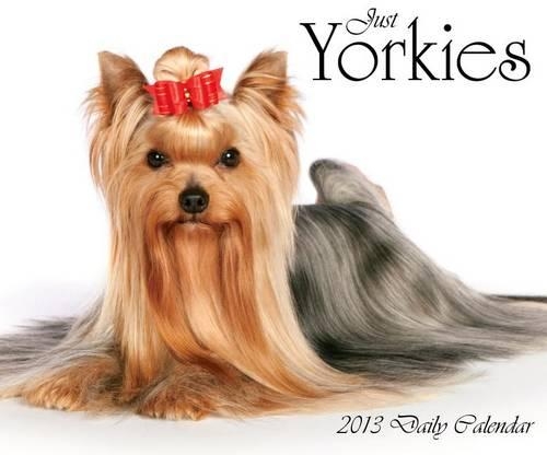Just Yorkies Daily Calendar