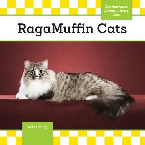 Ragamuffin Cats