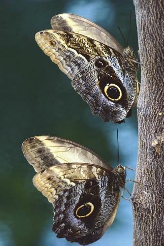 Owl Butterfly Pair on a Tree Journal