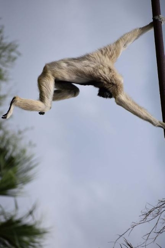 Pileated Gibbon Swinging Around in Thailand