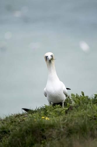 Gannet Watching on a Cliff by the Sea