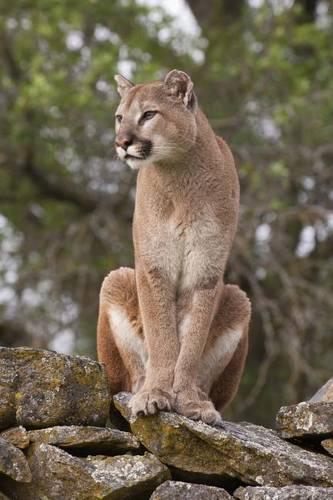 Mountain Lion on the Rocks Journal
