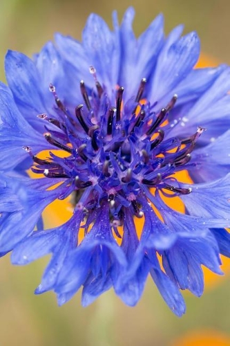 A Beautiful Blue Cornflower Bloom Journal