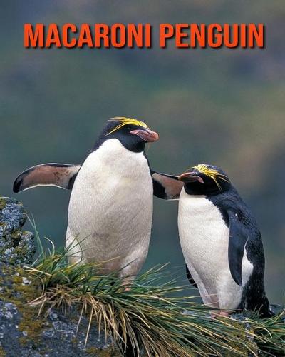 Macaroni Penguin