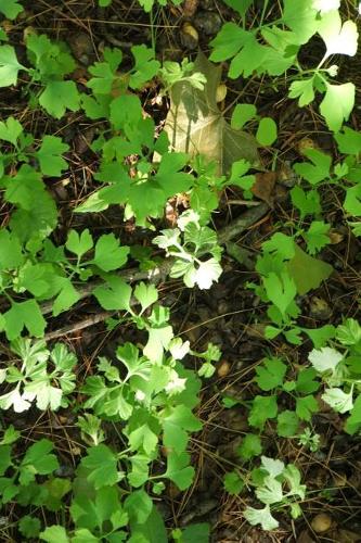 Japanese Ginkgo Biloba Tree Saplings in the Forest Journal