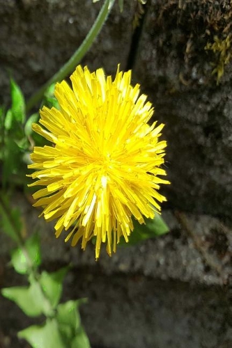 Journal Dandelion Flower Stone Wall