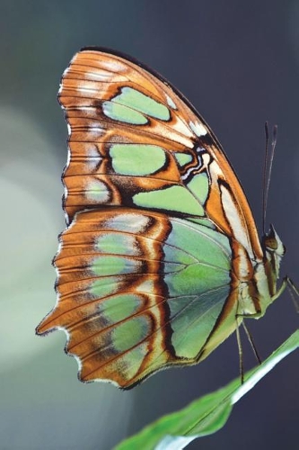 Siproeta Stelenes Malachite Butterfly Journal