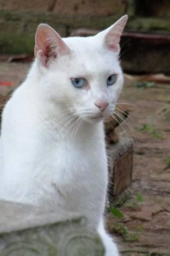 A Beautiful White Cat with Blue Eyes in the Garden