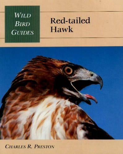Red-Tailed Hawk