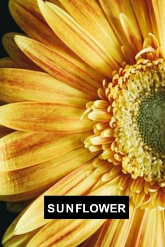 Sunflower: A Notebook to Write in for Everyone. Spacious 6 x 9. Used for an Everyday writer for Men, Women, Children and Teens with a Stunning Black Background