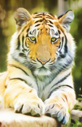 Journal Notebook For Cat Lovers - Tiger