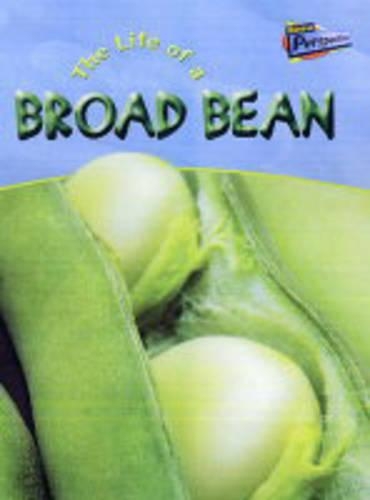 The Life Of A Broad Bean