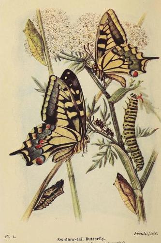 Yellow Papilio Machaon Swallowtail Butterfly Illustration Journal