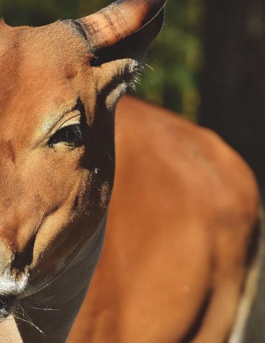 Notebook Large Size 8.5 x 11 Ruled 150 Pages