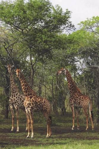 Giraffe Tower Blank Book Lined Journal (6x9)