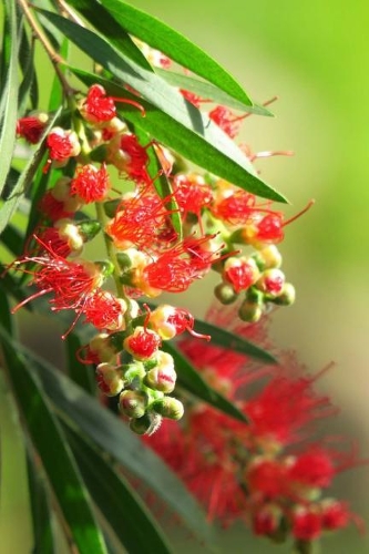 Native Australian Bottlebrush Tree