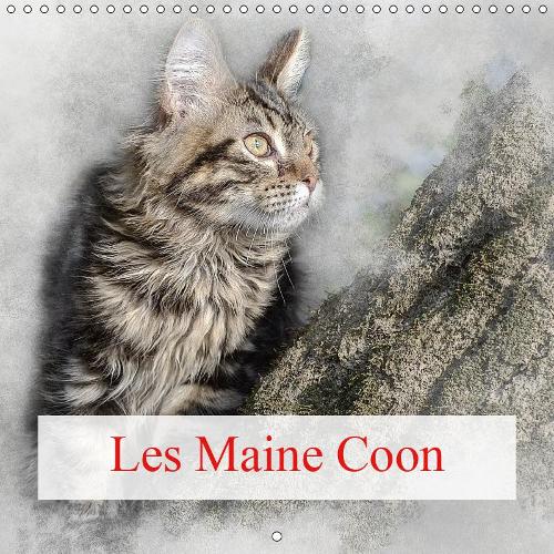 Les Maine Coon 2019