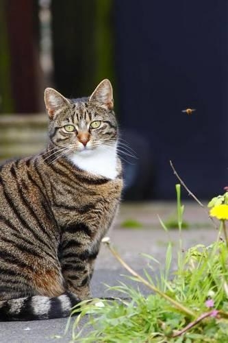 A Sweet Tabby Cat Sitting in the Garden Journal: 150 Page Lined Notebook/Diary