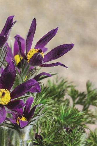 Pulsatilla Vulgaris Pasque Flowers Blooming in the Garden Journal