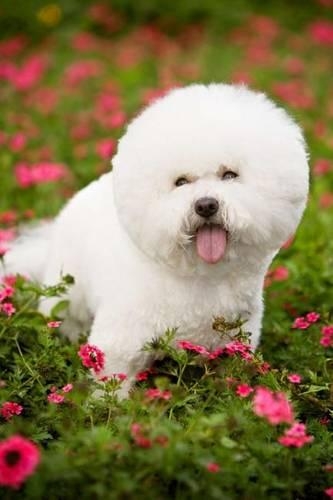 The Bichon Frise Dog Journal