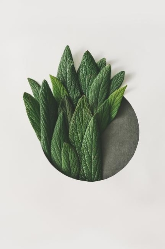 Pop Art Plant Notebook: Modern Plant Journal - 120-Page Lined(3 Designer Notebooks)