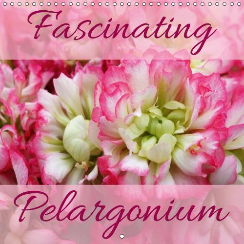 Fascinating Pelargonium 2019: Discover and enjoy 12 fascinating Pelargonium hybrids(Calvendo Nature)