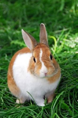 Bunny Rabbit Journal