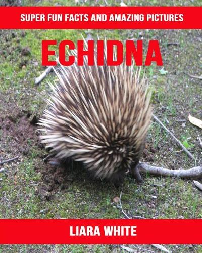 Echidna: Super Fun Facts and Amazing Pictures