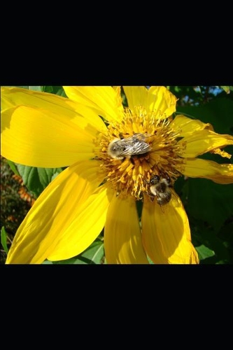 Código de Apicultura