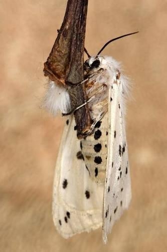 White Ermine Moth Journal