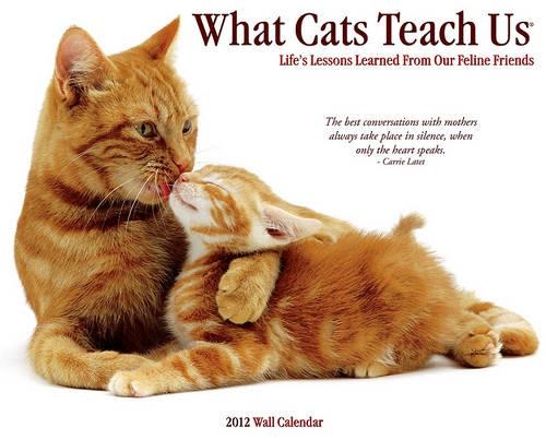 What Cats Teach Us Wall Calendar