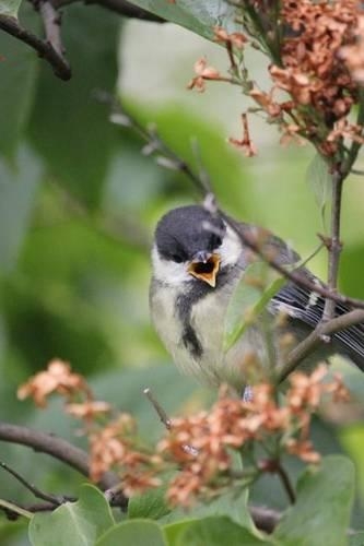 A Coal Tit Perched on a Branch, Birds of the World