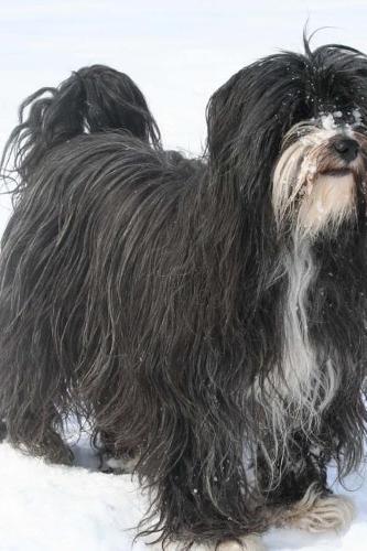 Tibetan Terrier in the Snow Journal