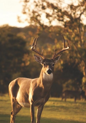 2019 Appointment Calendar: 2019 Daily Planner Goal Planner Deer Grazing