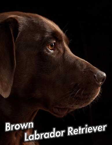 Brown Labrador Retriever