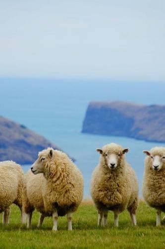 Sheep Near a Cliff in New Zealand