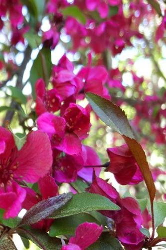 2019 Daily Planner Pretty Pink Flowering Tree Blooms 384 Pages