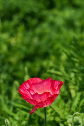 Single Red Poppy in a Grass Field Journal