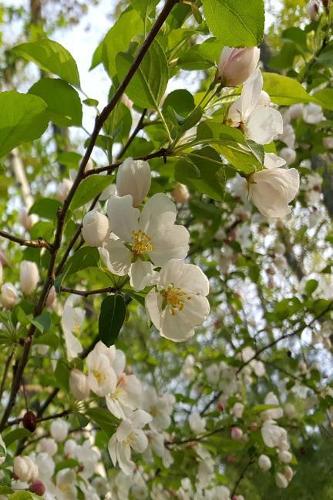 Springtime Journal Nature Beauty Flowering Tree