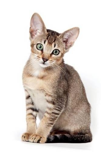 Abyssinian Kitten Notebook & Journal. Productivity Work Planner & Idea Notepad