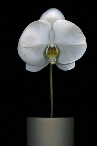White Orchid Journal