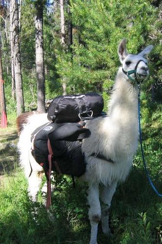 Llama with a Pack Adventure Camping Journal: 150 Page Lined Notebook/Diary