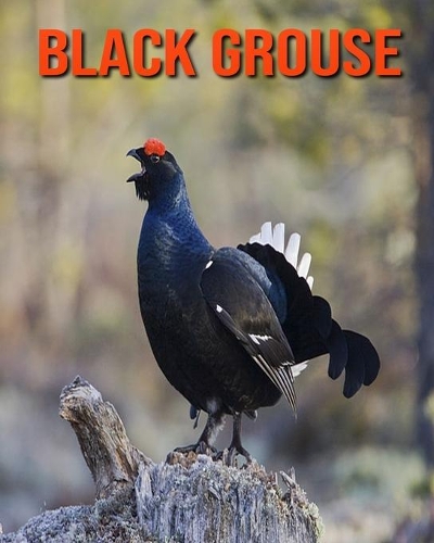 Black Grouse