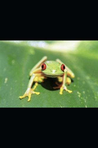 Red Eyed Frog: Plain Lined Notebook Paper, 125 Pages of 6 X 9 Inch Note Paper, Soft Cover, Portable Journal