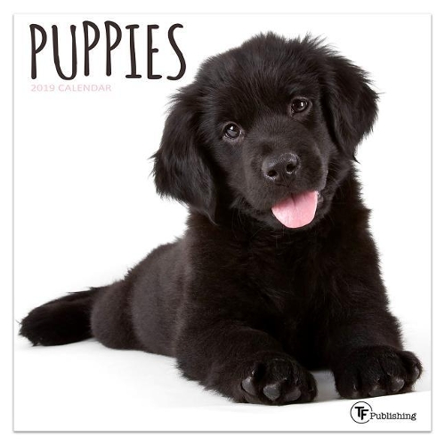 Puppies 2019 Mini Wall Calendar