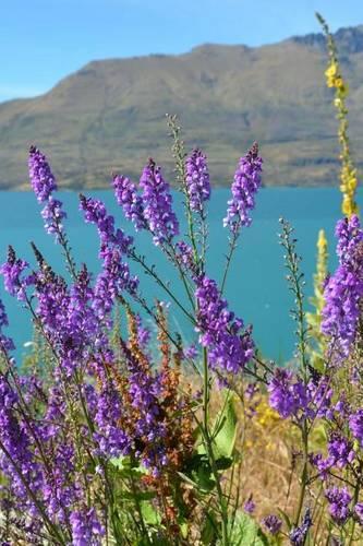 Spring Flowers at Lake Wanaka in New Zealand
