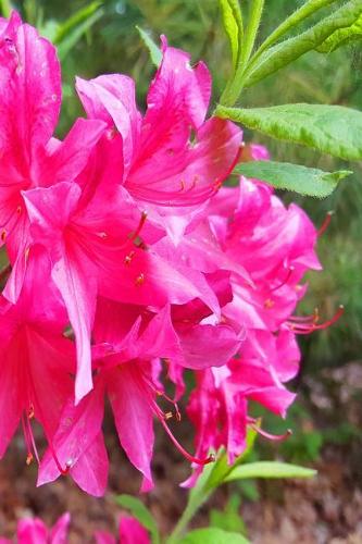 2019 Daily Planner Pretty Pink Summer Flowers 384 Pages