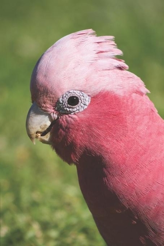 Rosakakadu: Kalender 2020 / Jahresplaner / Terminplaner Galah Papagei - DIN A5 - Geschenk Australien Reise