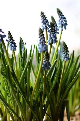 Muscari - Blank Notebook