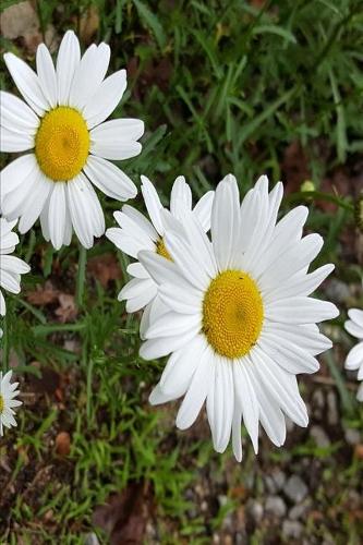 2020 Weekly Planner Pretty Daisies Full Bloom 134 Pages: 2020 Planners Calendars Organizers Datebooks Appointment Books Agendas